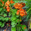 Pelargonium zonale 'Orange Appeal'